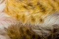 Cat fur close up background texture. Yellow abstract stripes Royalty Free Stock Photo