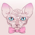 The cat without fur, hairless, sphinx pink bow