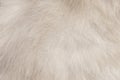 Cat fur patterns texture ,White or gray background Royalty Free Stock Photo
