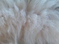 Cat fur in sleeping mode Royalty Free Stock Photo