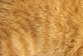 Cat fur texture Royalty Free Stock Photo