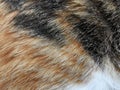 Cat fur texture background.  Calico or tortoiseshell cat fur background. Royalty Free Stock Photo