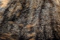 Calico cat fur texture background. Royalty Free Stock Photo