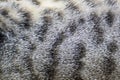 Cat fur texture background. Royalty Free Stock Photo