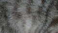 Cat fur texture background. Royalty Free Stock Photo