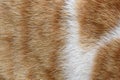 Cat fur texture background. Ginger and white cat fur texture. Royalty Free Stock Photo