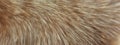 Cat fur texture. HD Image and Large Resolution. can be used as background and wallpaper. web banners consepts