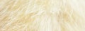 Cat fur texture. HD Image and Large Resolution. can be used as background and wallpaper. web banners consepts