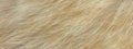 Cat fur texture. HD Image and Large Resolution. can be used as background and wallpaper. web banners consepts