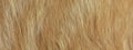 Cat fur texture. HD Image and Large Resolution. can be used as background and wallpaper. web banners consepts