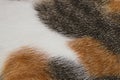 Cat fur texture for pattern and background Royalty Free Stock Photo