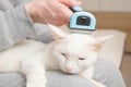 Cat and furminator. The hand holds a furminator for combing pet hair.