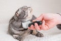 Cat and furminator. The hand holds a furminator for combing pet hair.