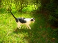 Cat games in the garden