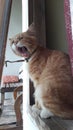 Cat gaping at the window Royalty Free Stock Photo