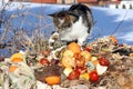 Cat on the garbage