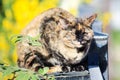 Cat on a garbage can outdoors, under a sunny sky, munching on leaves. Royalty Free Stock Photo