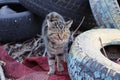 cat in a garbage dump on the background of tiresÃ¯Â¿Â¼