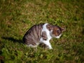 Cat in the garden Royalty Free Stock Photo