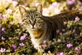Cat in garden Royalty Free Stock Photo