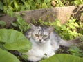 Cat in the garden Royalty Free Stock Photo