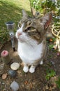 Cat in garden