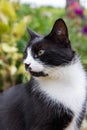 Cat in a garden Royalty Free Stock Photo