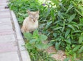 Cat in the garden Royalty Free Stock Photo