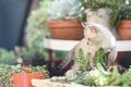 Little kitten in flower pot in summer garden. Royalty Free Stock Photo