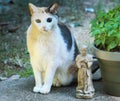 Cat-garden family portrait Royalty Free Stock Photo