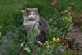 Cat sitting in flowers in the summer. Kitten sitting on the field with flowers Royalty Free Stock Photo