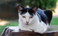 A cat roaming in the garden. Royalty Free Stock Photo