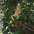 Cat garden orange green plants Royalty Free Stock Photo