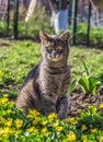 Cat in the garden. Portrait of gray cat. Domestic cat in flowers