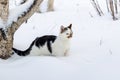 Cat in the garden in the snow near a tree