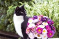 Cat in garden with summer bouquet Royalty Free Stock Photo