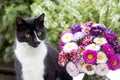Cat in garden with summer bouquet Royalty Free Stock Photo