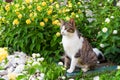 Cat in a garden surrounded by the blooming flowers, lovely pets