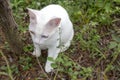 Cat in the garden. White cat with two color eyes, blue and yellow eyes. (Khaomanee) Thai cat. Thailand. Royalty Free Stock Photo