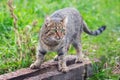 A cat in the garden on a wooden block looks attentively and cautiously ahead Royalty Free Stock Photo