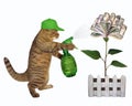 Cat spraying water on a money flower 2