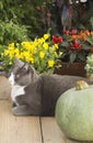 Cat on gardentable with pumpkin Royalty Free Stock Photo