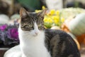 Cat on gardentable with pumpkin Royalty Free Stock Photo