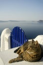 Cat on Gate in Santorini, Greece Royalty Free Stock Photo