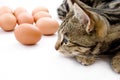 Cat gaurding eggs Royalty Free Stock Photo