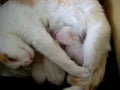 The cat gave birth to kittens, lies in a box and feeds milk to recently born blind kittens. Domestic white-red-haired pussycat Royalty Free Stock Photo