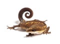Cat gecko - Aeluroscalabotes felinus, isolated Royalty Free Stock Photo