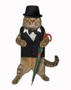 Cat gentleman with a cane umbrella Royalty Free Stock Photo