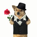 Cat gentleman with a red rose Royalty Free Stock Photo