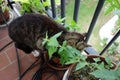 Cat crazy for Nepeta Cataria plant